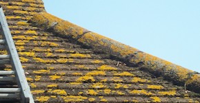 Southampton roof before cleaning and moss removal